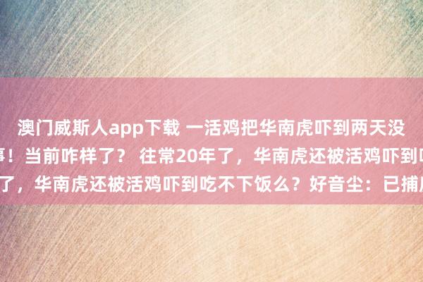 澳门威斯人app下载 一活鸡把华南虎吓到两天没敢吃饭？别笑，这是真事！当前咋样了？ 往常20年了，华南虎还被活鸡吓到吃不下饭么？好音尘：已捕麂！